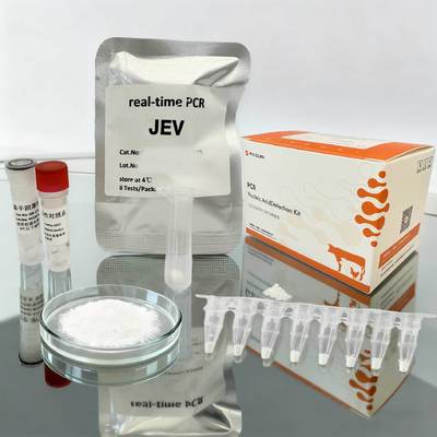 Real Time Digital Kit PCR Nucleic Acid Japanese Encephalitis Virus JEV Detection Kit